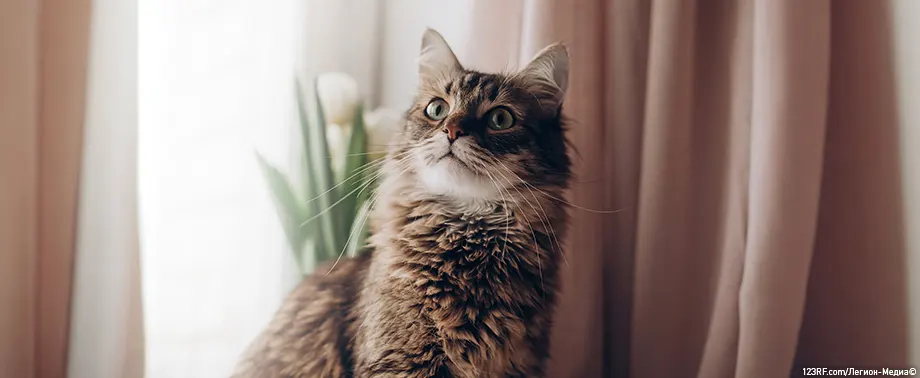 Польза углеводов для кошек