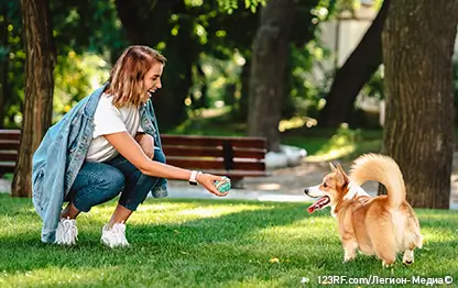 Кастрация (стерилизация) собак