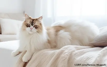 Гепатит у кошек
