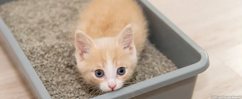 Как приучить уличного котенка к лотку быстро и эффективно