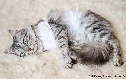 Кастрация (стерилизация) кошек