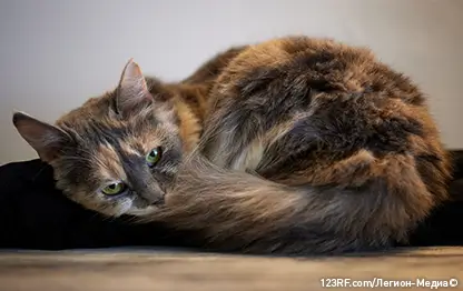 Как понять, что кошка заболела?