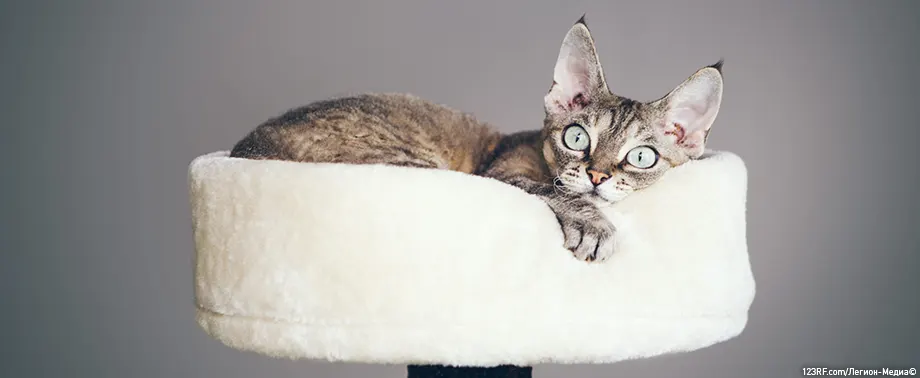 Как приучить котенка спать в лежанке?