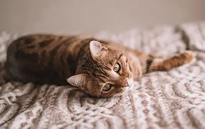 Для чего нужна кошачья мята?
