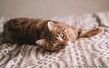 Для чего нужна кошачья мята?