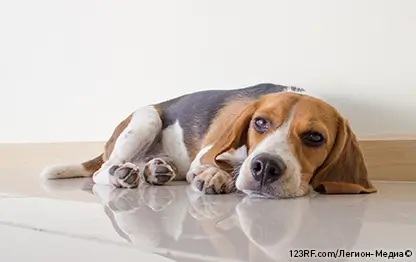 Параанальные железы у собак