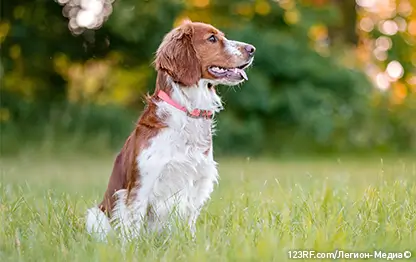 Первая помощь собаке