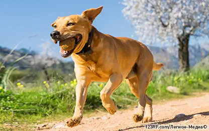 Что делать, если собака подавилась?