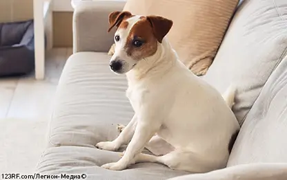 Креатинин у собак: повышенный, пониженный и норма