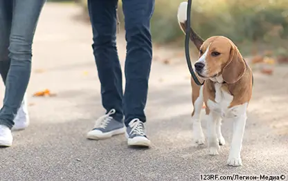 Как гулять с собакой?