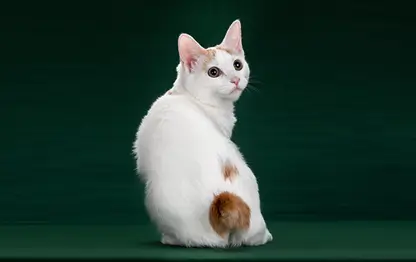 Японские породы кошек