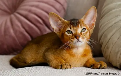 Маленькие породы кошек