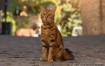 Как перевезти кошку?