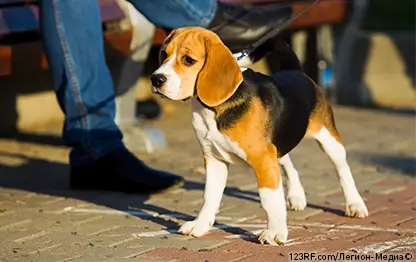 Как отучить собаку тянуть поводок?