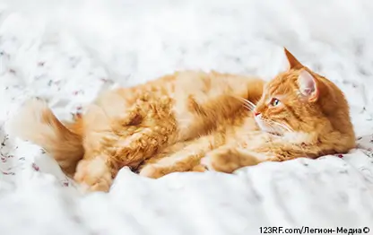 Третье веко у кошек