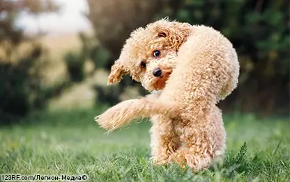 Папилломы у собаки