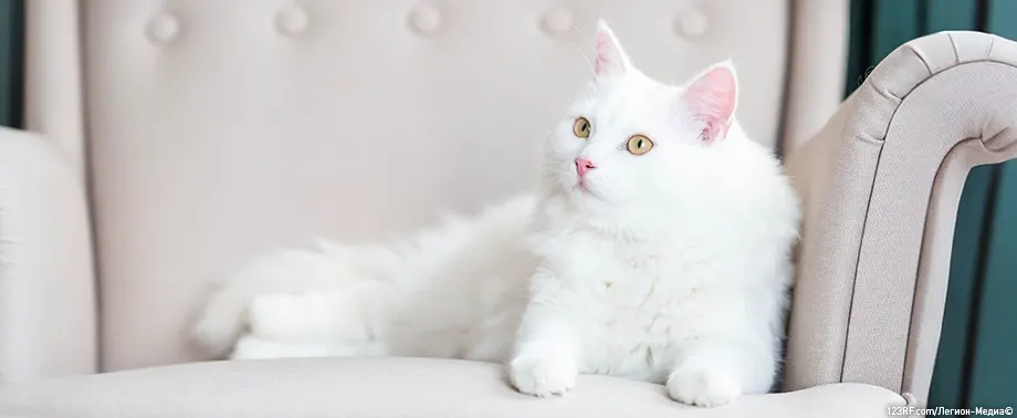 Кошки-метисы