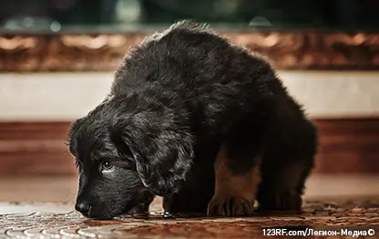 Диарея с кровью у собак – причины и что делать?