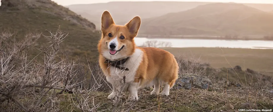 Сколько живут корги
