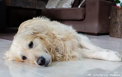 Сердечная недостаточность у собак