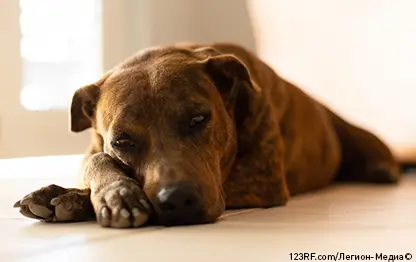 Пена изо рта у собаки – причины и что делать