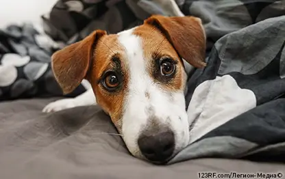 Сахарный диабет у собаки