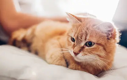 Гастрит у кошек