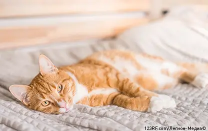 Холка у кошки