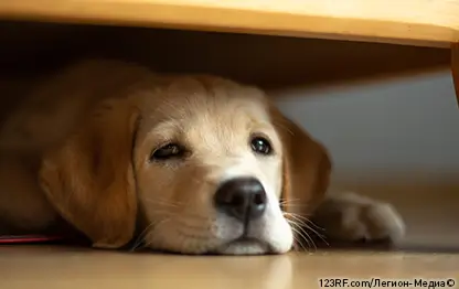 Почему собака прячется