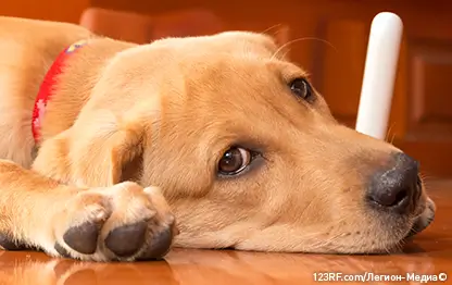 У собаки урчит в животе