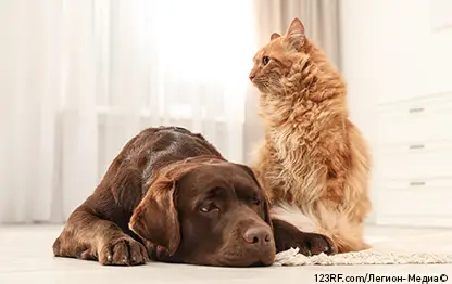 Можно ли собакам кошачий корм?