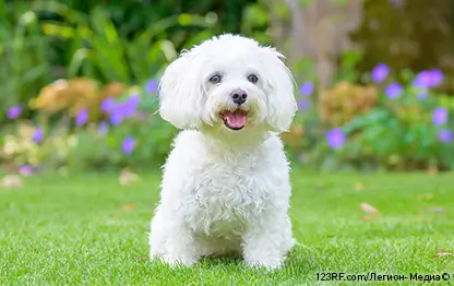 Бабезиоз (пироплазмоз) собак