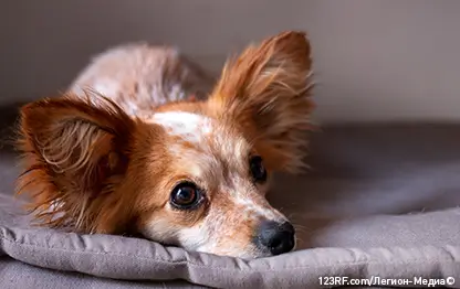 Микоплазмоз у собак