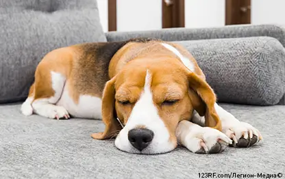 Пневмония у собак