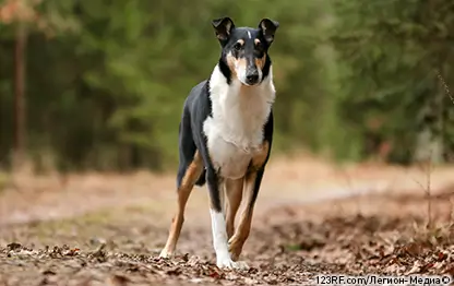 Горячие уши у собаки – почему и что делать?