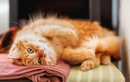 Кошка икает. Что делать?