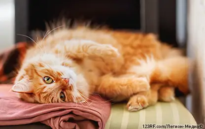 Кошка икает. Что делать?