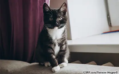 Непроходимость кишечника у кошек — симптомы и лечение