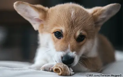 Как отучить собаку грызть?