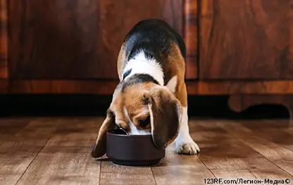 Можно ли щенкам молоко?