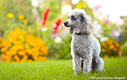 Грыжи у собак