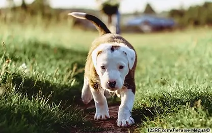 Почему собака высовывает язык?