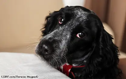 Почему собака седеет?