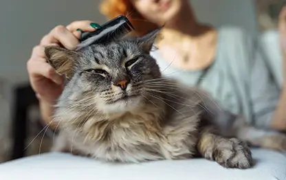 Как вычесывать кошку?