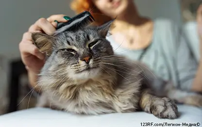 Как вычесывать кошку?