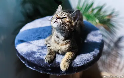 Сколько лет кошке по человеческим меркам?