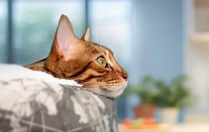 Сколько лет кошке по человеческим меркам?