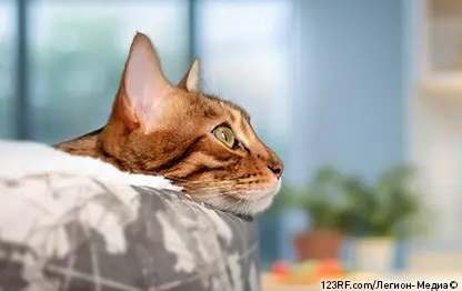 Сколько лет кошке по человеческим меркам?