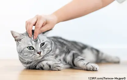 Прививки от бешенства кошек