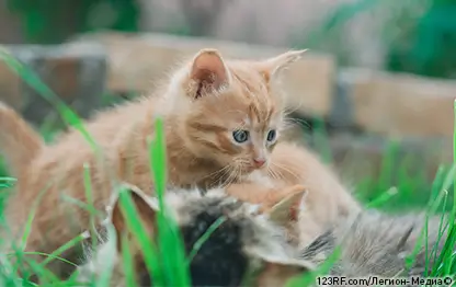 Коричневые выделения из глаз у кошки